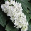 Snowflake Oakleaf Hydrangea - 3 Gallon Pot