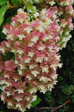 Snowflake Oakleaf Hydrangea - 3 Gallon Pot -Deals Sapling Whisper Store Hydrangea Snowflake 16