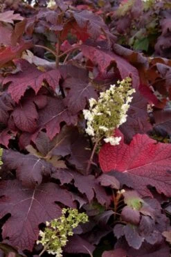 Snowflake Oakleaf Hydrangea - 3 Gallon Pot -Deals Sapling Whisper Store Hydrangea Snowflake 25