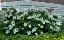 Snowflake Oakleaf Hydrangea - 3 Gallon Pot -Deals Sapling Whisper Store Hydrangea Snowflake 26