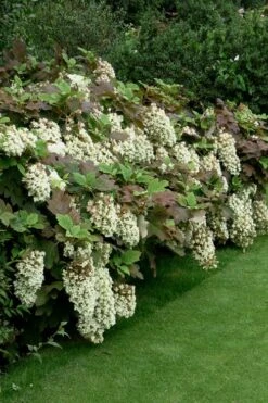 Snowflake Oakleaf Hydrangea - 3 Gallon Pot -Deals Sapling Whisper Store Hydrangea Snowflake 8