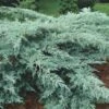 Grey Owl Juniper - 3 Gallon Pot -Deals Sapling Whisper Store Juniper Grey Owl 10