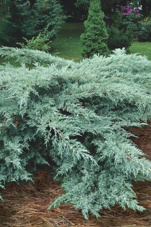 Grey Owl Juniper - 3 Gallon Pot 3 Grey Owl Juniper - 3 Gallon Pot