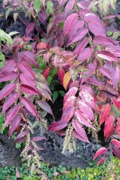 Rainbow Leucothoe (Drooping Fetterbush) - Leucothoe Fontanesiana - 2 Gallon Pot -Deals Sapling Whisper Store Leucothoe Rainbow 1