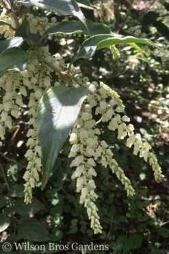 Rainbow Leucothoe (Drooping Fetterbush) - Leucothoe Fontanesiana - 2 Gallon Pot -Deals Sapling Whisper Store Leucothoe Rainbow 3