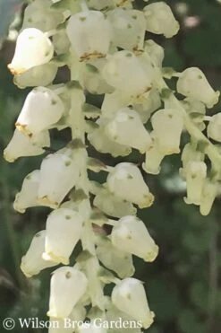 Rainbow Leucothoe (Drooping Fetterbush) - Leucothoe Fontanesiana - 2 Gallon Pot -Deals Sapling Whisper Store Leucothoe Rainbow 5