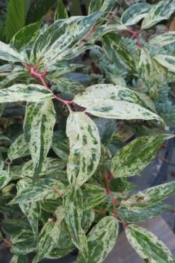 Rainbow Leucothoe (Drooping Fetterbush) - Leucothoe Fontanesiana - 2 Gallon Pot -Deals Sapling Whisper Store Leucothoe Rainbow 7