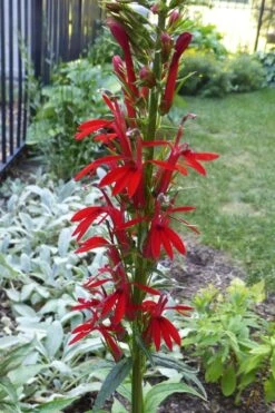 Red Cardinal Flower (Lobelia Cardinalis) - 8 Pack Of 1 Gallon Pots -Deals Sapling Whisper Store Lobelia Cardinalis Cardinal Flower 2