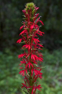 Red Cardinal Flower (Lobelia Cardinalis) - 8 Pack Of 1 Gallon Pots -Deals Sapling Whisper Store Lobelia Cardinalis Cardinal Flower 3