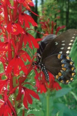 Red Cardinal Flower (Lobelia Cardinalis) - 8 Pack Of 1 Gallon Pots -Deals Sapling Whisper Store Lobelia Cardinalis Cardinal Flower 4