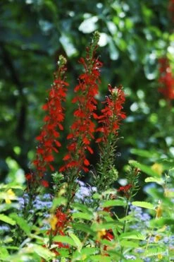 Red Cardinal Flower (Lobelia Cardinalis) - 8 Pack Of 1 Gallon Pots -Deals Sapling Whisper Store Lobelia Cardinalis Cardinal Flower 5