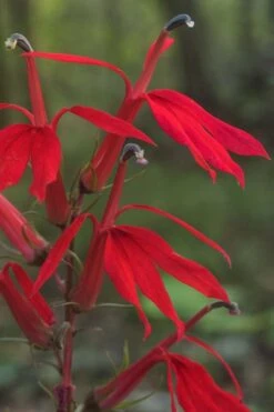 Red Cardinal Flower (Lobelia Cardinalis) - 8 Pack Of 1 Gallon Pots -Deals Sapling Whisper Store Lobelia Cardinalis Cardinal Flower 6