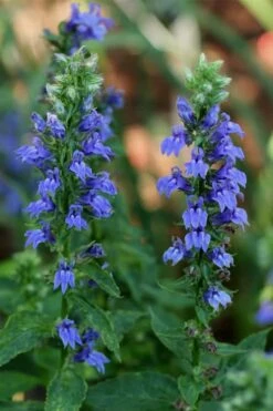 Great Blue Lobelia - 1 Gallon Pot -Deals Sapling Whisper Store Lobelia Siphilitica Great Blue 2