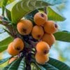 Loquat Tree (Eriobotrya Japonica) - 7 Gallon Pot (6-7') -Deals Sapling Whisper Store Loquat 10