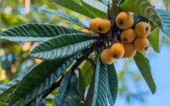 Loquat Tree - Eriobotrya Japonica - 5 Gallon Pot -Deals Sapling Whisper Store Loquat 12 1