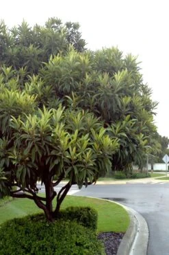 Loquat Tree - Eriobotrya Japonica - 5 Gallon Pot -Deals Sapling Whisper Store Loquat Tree 500x750 2