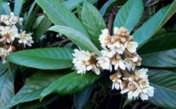 Loquat Tree (Eriobotrya Japonica) - 7 Gallon Pot (6-7') -Deals Sapling Whisper Store Loquat Tree Flowers
