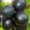 Cowart Black Muscadine Grape Vine - 6 Pack Of 1 Gallon Pots 2 Cowart Black Muscadine Grape Vine - 6 Pack Of 1 Gallon Pots -Deals Sapling Whisper Store Muscadine Cowart 1 1