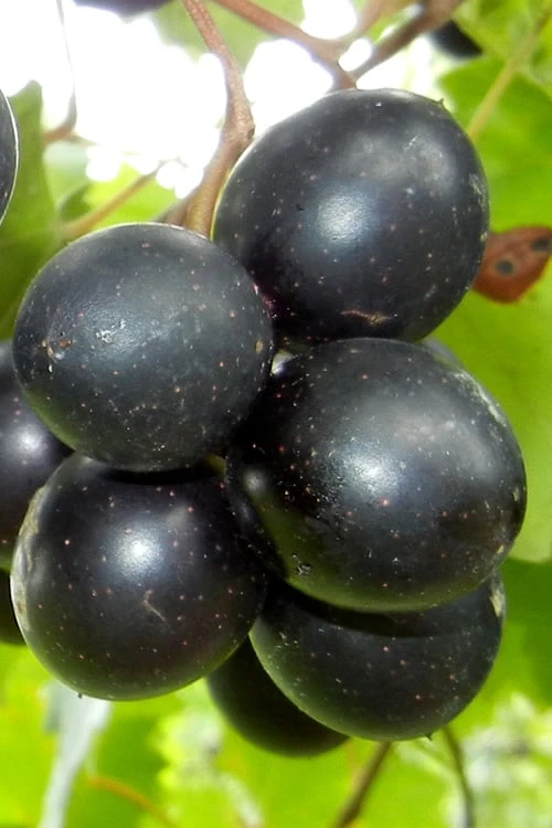 Cowart Black Muscadine Grape Vine - 6 Pack Of 1 Gallon Pots 3 Cowart Black Muscadine Grape Vine - 6 Pack Of 1 Gallon Pots