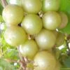 Doreen Bronze Muscadine Grape Vine (Self Fertile) - 1 Gallon Pot -Deals Sapling Whisper Store Muscadine Doreen 1