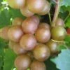 Fry Bronze Muscadine Grape Vine - 6 Pack Of 1 Gallon Pots -Deals Sapling Whisper Store Muscadine Fry 1 1