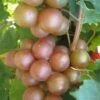 Triumph Muscadine Grape Vine - 1 Gallon Pot 1 Triumph Muscadine Grape Vine - 1 Gallon Pot -Deals Sapling Whisper Store Muscadine Triumph 1