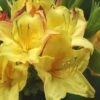 Canary Isles Aromi Azalea (Rhododendron Hybrid) - 3 Gallon Pot -Deals Sapling Whisper Store Native Azalea Canary Isles 2