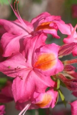 Country Cousin Pink Aromi Azalea (Rhododendron Hybrid) - 1 Gallon Pot -Deals Sapling Whisper Store Native Azalea Country Cousin 3