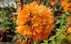 Dons Variegated Native Azalea - Rhododendron - 1 Gallon Pot -Deals Sapling Whisper Store Native Azalea Dons Variegated 10