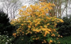 Escatawpa Florida Flame Native Azalea (Rhododendron Austrinum) - 3 Gallon Pot -Deals Sapling Whisper Store Native Azalea Escatawpa 4