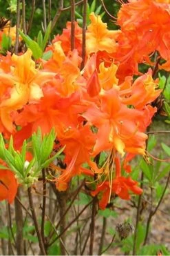Frontier Gold Aromi Azalea (Rhododendron Hybrid) - 1 Gallon Pot -Deals Sapling Whisper Store Native Azalea Frontier Gold 2