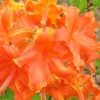 Frontier Gold Aromi Azalea (Rhododendron Hybrid) - 1 Gallon Pot 2 Frontier Gold Aromi Azalea (Rhododendron Hybrid) - 1 Gallon Pot -Deals Sapling Whisper Store Native Azalea Frontier Gold 3