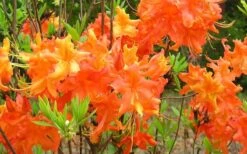 Frontier Gold Aromi Azalea (Rhododendron Hybrid) - 3 Gallon Pot -Deals Sapling Whisper Store Native Azalea Frontier Gold 4 1