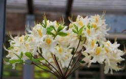 High Tide Aromi Azalea (Deciduous Rhododendron Hybrid) - 3 Gallon Pot -Deals Sapling Whisper Store Native Azalea High Tide 2