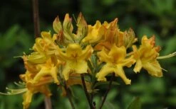 Jane's Gold Aromi Azalea (Rhododendron Hybrid) - 3 Gallon Pot -Deals Sapling Whisper Store Native Azalea Janes Gold 1