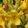 Jane's Gold Aromi Azalea (Rhododendron Hybrid) - 3 Gallon Pot -Deals Sapling Whisper Store Native Azalea Janes Gold 2