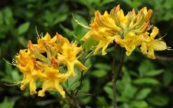 Jane's Gold Aromi Azalea (Rhododendron Hybrid) - 3 Gallon Pot -Deals Sapling Whisper Store Native Azalea Janes Gold 3