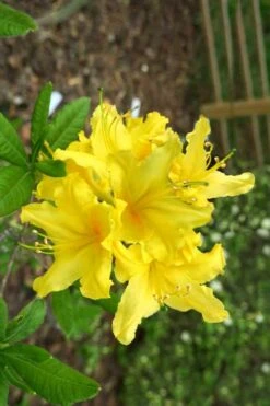 Lemonade Aromi Azalea (Rhododendron Hybrid) - 3 Gallon Pot -Deals Sapling Whisper Store Native Azalea Lemonade 10