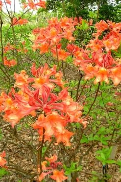 Mauvilla Gold Aromi Azalea (Rhododendron Hybrid) - 3 Gallon Pot -Deals Sapling Whisper Store Native Azalea Mauvila Gold 2
