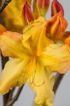 Solar Flare Sunbow Azalea - 3 Gallon Pot 11 Solar Flare Sunbow Azalea - 3 Gallon Pot -Deals Sapling Whisper Store Native Azalea Solar Flare Sunbow BS