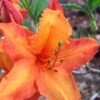 Solar Glow Sunbow Azalea - 3 Gallon Pot 2 Solar Glow Sunbow Azalea - 3 Gallon Pot -Deals Sapling Whisper Store Native Azalea Solar Sunglow 1