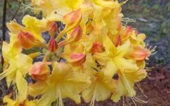 Solar Flare Sunbow Azalea - 3 Gallon Pot 13 Solar Flare Sunbow Azalea - 3 Gallon Pot -Deals Sapling Whisper Store Native Azalea Solor Flare Sunbow 3