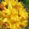 Spring Fanfare Aromi Azalea (Rhododendron Hybrid) - 3 Gallon Pot