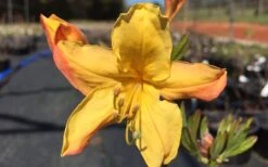 Spring Fanfare Aromi Azalea (Rhododendron Hybrid) - 3 Gallon Pot 9 Spring Fanfare Aromi Azalea (Rhododendron Hybrid) - 3 Gallon Pot -Deals Sapling Whisper Store Native Azalea Spring Fanfare 3