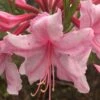 Spring Sensation Aromi Azalea (Rhododendron Hybrid) - 3 Gallon Pot -Deals Sapling Whisper Store Native Azalea Spring Sensation 1