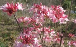 Varnadoes Phlox Pink Native Azalea - Rhododendron Canescens - 3 Gallon Pot 18 Varnadoes Phlox Pink Native Azalea - Rhododendron Canescens - 3 Gallon Pot -Deals Sapling Whisper Store Native Azalea Varnadoes pink Blooms 3