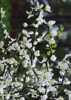 Flying Dragon Hardy Orange Tree - 7 Gallon Pot (5-6') (COPY) -Deals Sapling Whisper Store Orange Flying Dragon 10 1