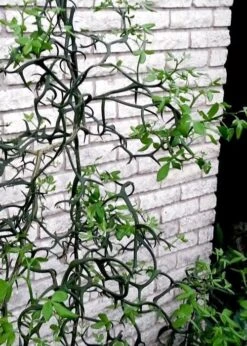 Flying Dragon Hardy Orange Tree - 7 Gallon Pot (5-6') (COPY) -Deals Sapling Whisper Store Orange Flying Dragon 11 1