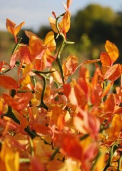 Flying Dragon Hardy Orange Tree - 7 Gallon Pot (5-6') (COPY) -Deals Sapling Whisper Store Orange Flying Dragon 13 1