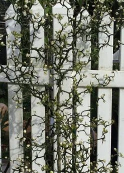 Flying Dragon Hardy Orange Tree - 7 Gallon Pot (5-6') (COPY) -Deals Sapling Whisper Store Orange Flying Dragon 3 1